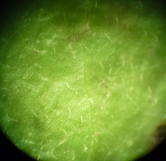 Cornus sanguinea australis