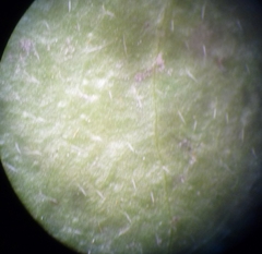 Cornus sanguinea australis