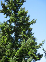Pseudotsuga menziesii