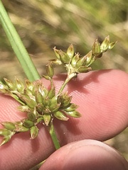 Juncus vaginatus