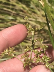 Juncus vaginatus