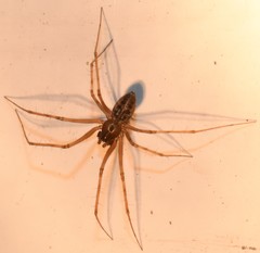 Megalepthyphantes nebulosus