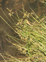 Juncus vaginatus