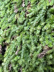 Selaginella lutchuensis