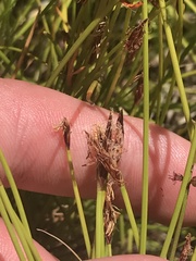 Eleocharis atricha