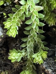 Selaginella lutchuensis