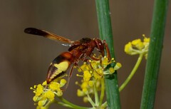 Rhynchium oculatum