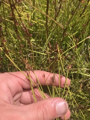 Eleocharis atricha