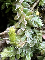 Selaginella lutchuensis