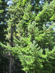 Pseudotsuga menziesii