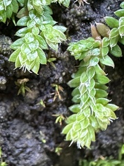 Selaginella lutchuensis