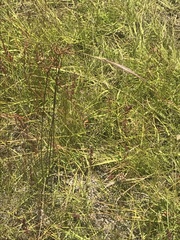 Eleocharis atricha