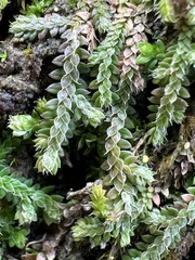 Selaginella lutchuensis