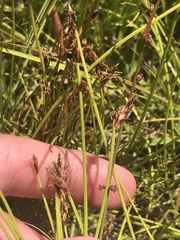 Eleocharis atricha