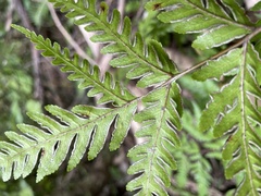 Pteris carsei