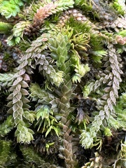 Selaginella lutchuensis