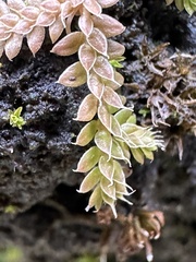 Selaginella lutchuensis