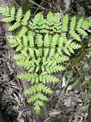 Pteris carsei