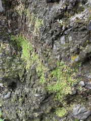 Selaginella lutchuensis