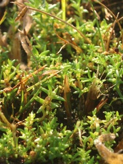 Crassula aquatica
