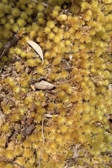 Pulchrinodus inflatus