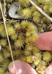 Pulchrinodus inflatus