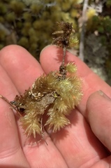 Pulchrinodus inflatus