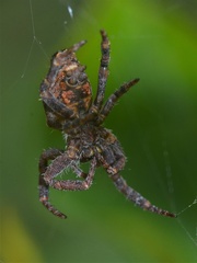 Cyrtophora exanthematica