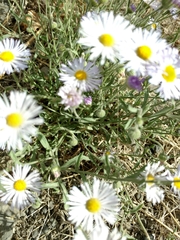 Erigeron filifolius