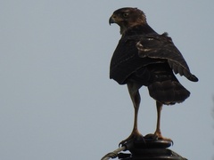 Accipiter melanoleucus