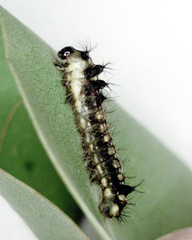 Opodiphthera eucalypti