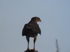 Accipiter melanoleucus