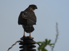 Accipiter melanoleucus