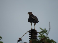 Accipiter melanoleucus