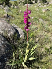 Watsonia pulchra image