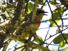 Telophorus sulfureopectus similis