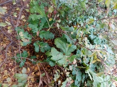 Heracleum sosnowskyi