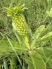 Eucomis autumnalis