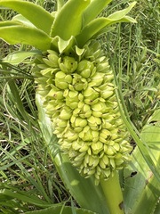 Eucomis autumnalis