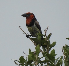 Lybius torquatus torquatus