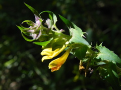 Melampyrum italicum