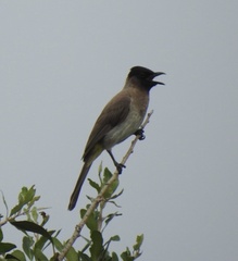 Pycnonotus barbatus layardi