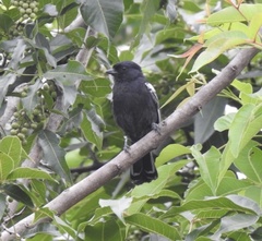 Melaniparus niger niger
