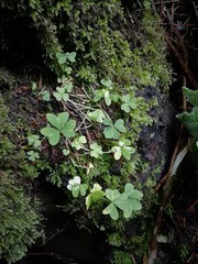Oxalis alpina