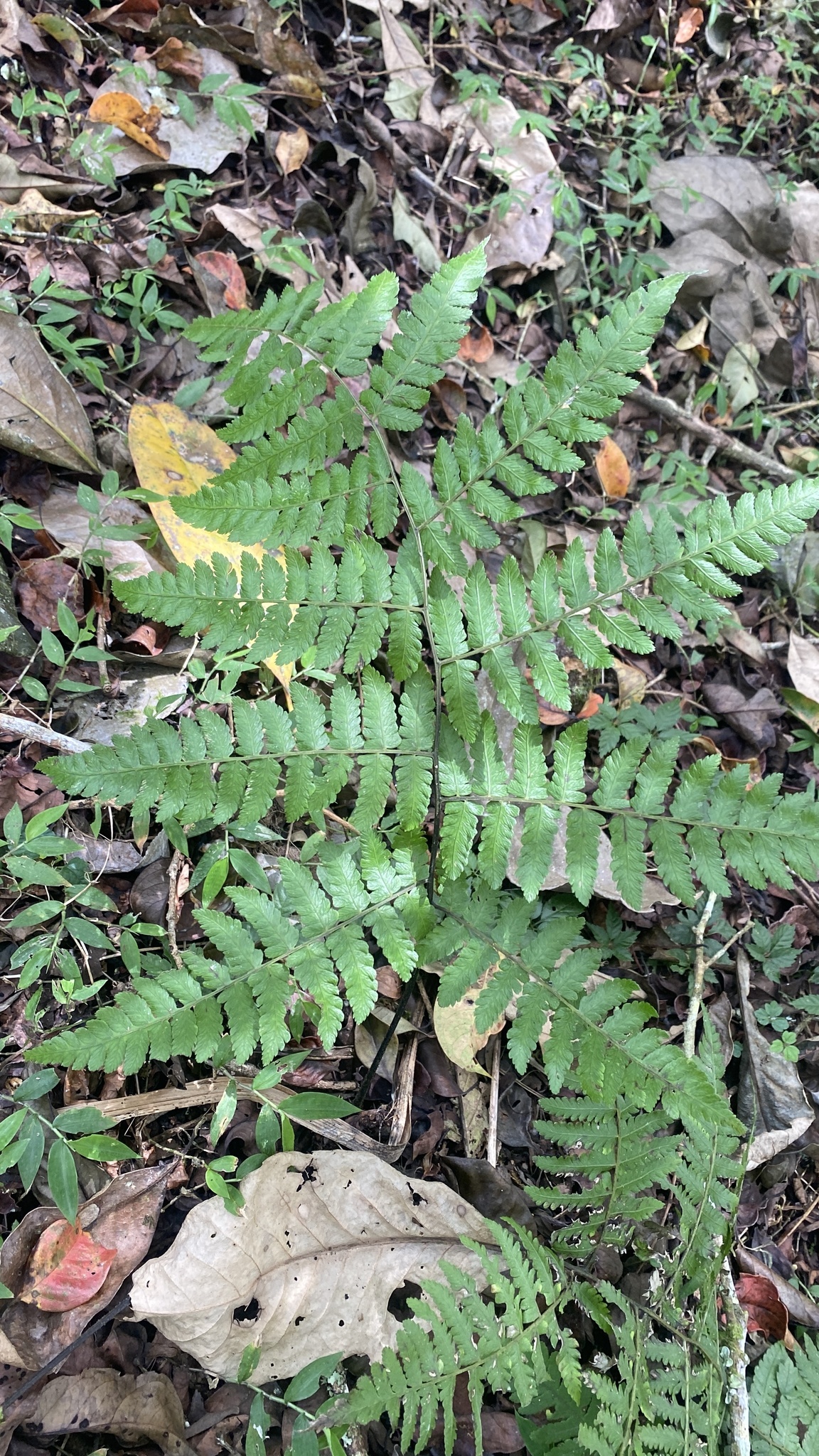 Diplazium polypodioides Blume