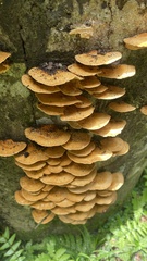 Trametes sanguinea