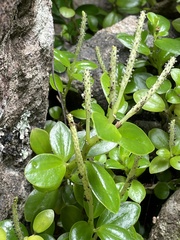 Peperomia urvilleana