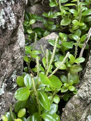 Peperomia urvilleana