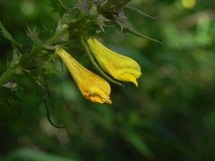 Melampyrum italicum