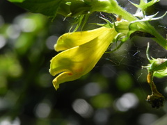 Melampyrum italicum